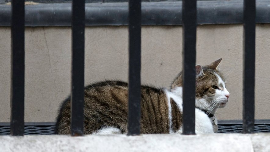 Larry, le chat du 10 Downing Street à Londres, attend les caresses de Theresa May, le 12 juillet 2016