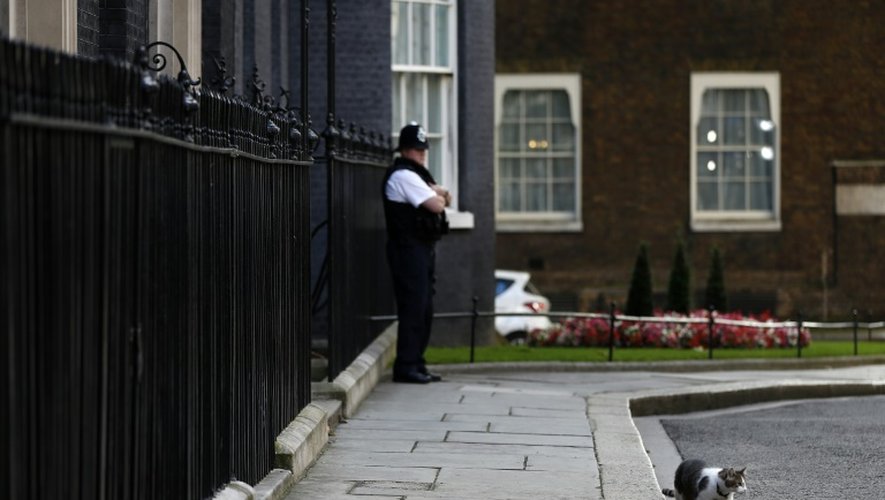 Larry, le chat du 10 Downing Street, résidence du Premier ministre britannique, à Londres le 24 juin 2016