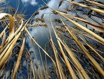 Aveyron : dans les champs, la pluie contrarie les moissons
