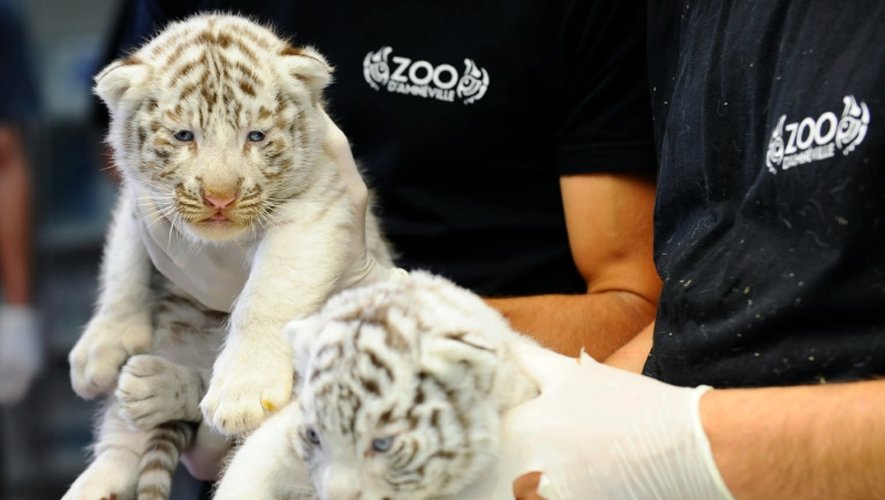 Trois bébés tigres blancs sont également nés à Amnéville le 30 juin