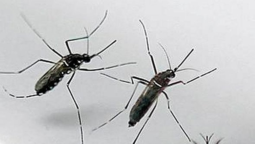 Un premier cas de chikungunya diagnostiqué en Aveyron