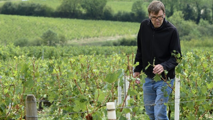 Le viticulteur Louis Moreau dans ses vignobles endommagés par la grêle, le 1er septembre 2015 à Chablis