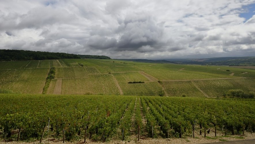 Les vignobles "Montée de Tonnerre", endommagés par la grêle, le 1er septembre 2015 à Chablis