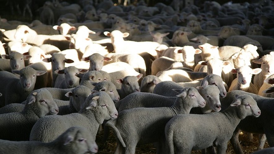 Vabres-l'Abbaye : 103 agneaux étouffés après une tentative de vol de bétail