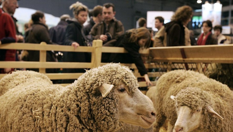Des moutons mérinos exposés le 26 février 2006 au Salon de l'agriculture de Paris