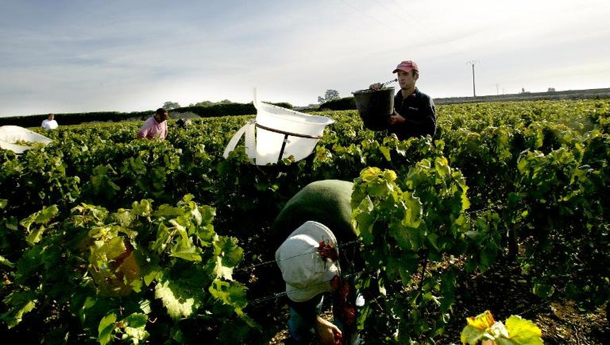 Des vendangeurs travaillent dans le vignoble de Meursault lors de vendanges en Bourgogne