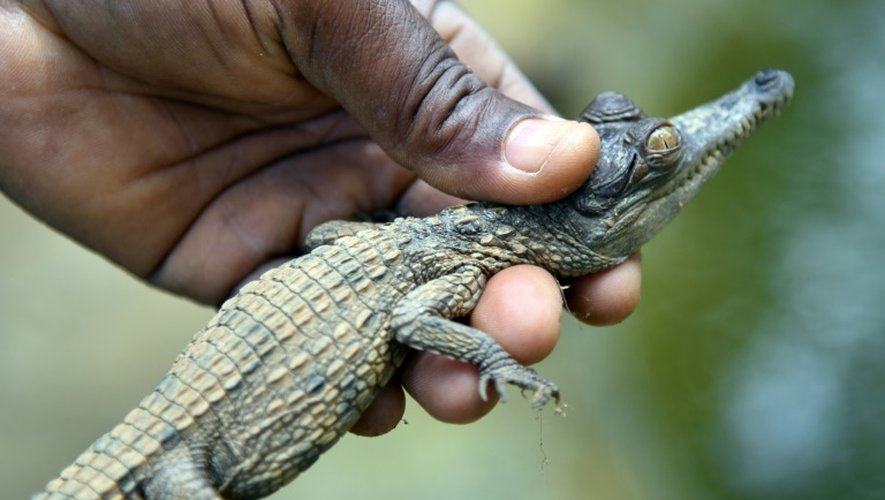 Un bébé crocodile entre les mains d'un soigneur le 24 juillet 2015 au zoo d'Abidjan