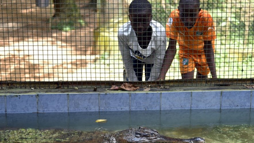 Des crocodiles le 24 juillet 2015 au zoo d'Abidjan
