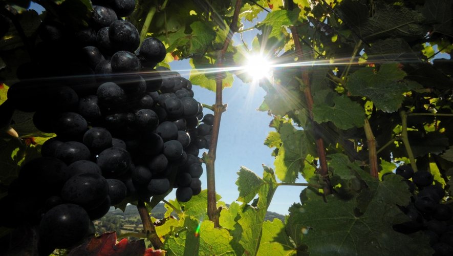 La chaleur caniculaire de l’été a favorisé le bel épanouissement des vignes.