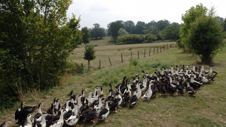 Le foyer a été confirmé le 15 juillet dans un élevage de 2 000 canards sur une commune de l'Ouest-Aveyron.