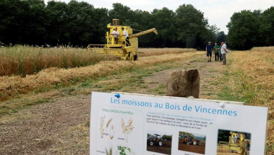 Première moisson, le 20 juillet 2016, à la Ferme de Paris, une exploitation biologique de cinq hectares située dans le bois de Vincennes