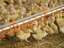 Grippe aviaire : des milliers de canards abattus à Vaureilles
