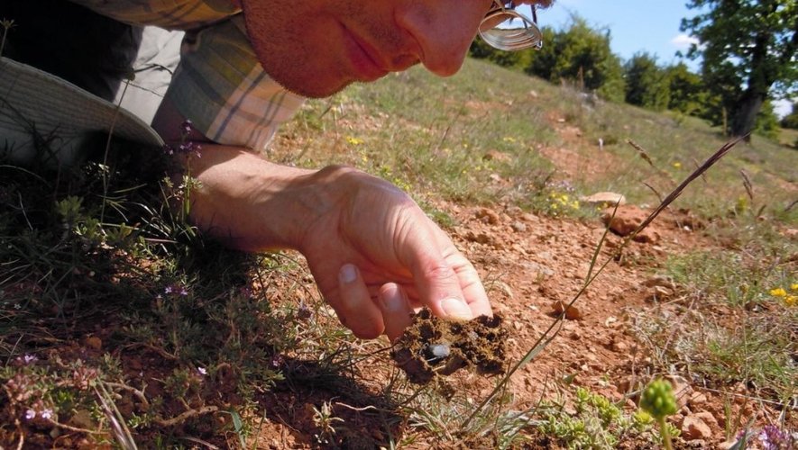 Lucas Baliteau a répertorié 33 espèces de bousiers sur le Lévezou et l’Aubrac.
