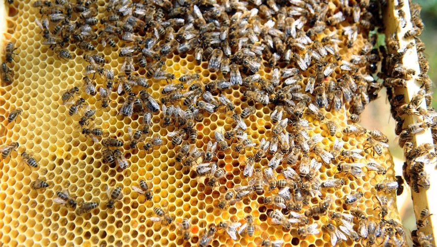 Les insecticides de la famille des néonicotinoïdes, jugés nocifs notamment pour les abeilles, seront interdits à compter du 1er septembre 2018.