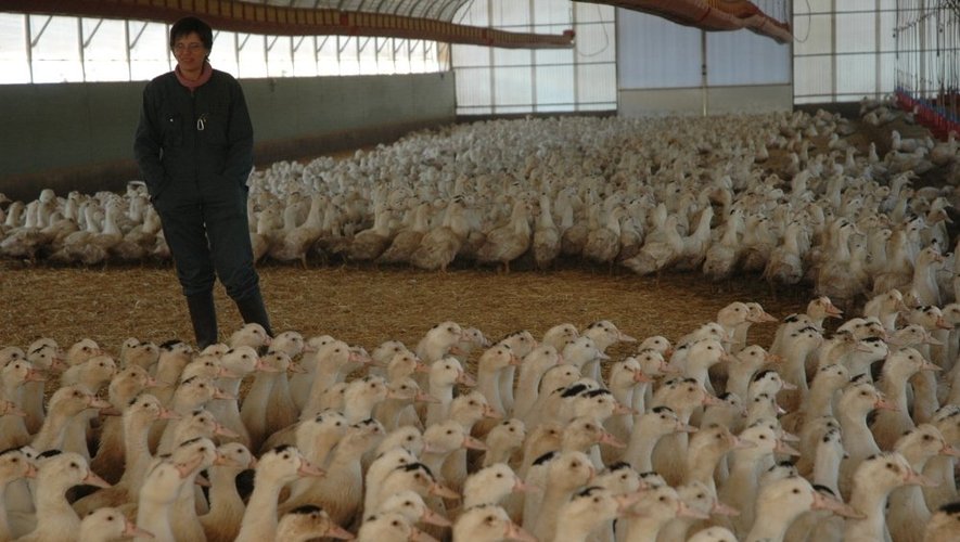Agriculture : le canard, un nouvel Eldorado aveyronnais