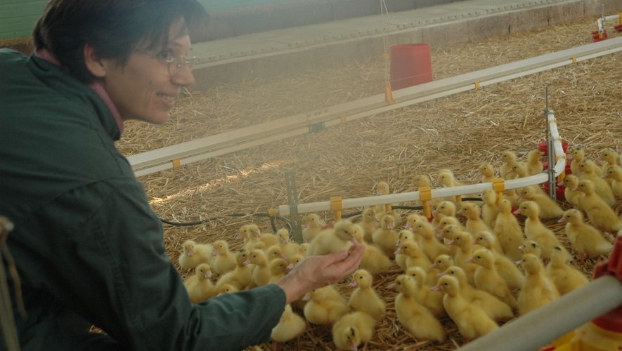 Céline et Christophe Fel, installés en EARL au Mas del Bosc à Saint-Santin, sont éleveurs exclusifs de canard.