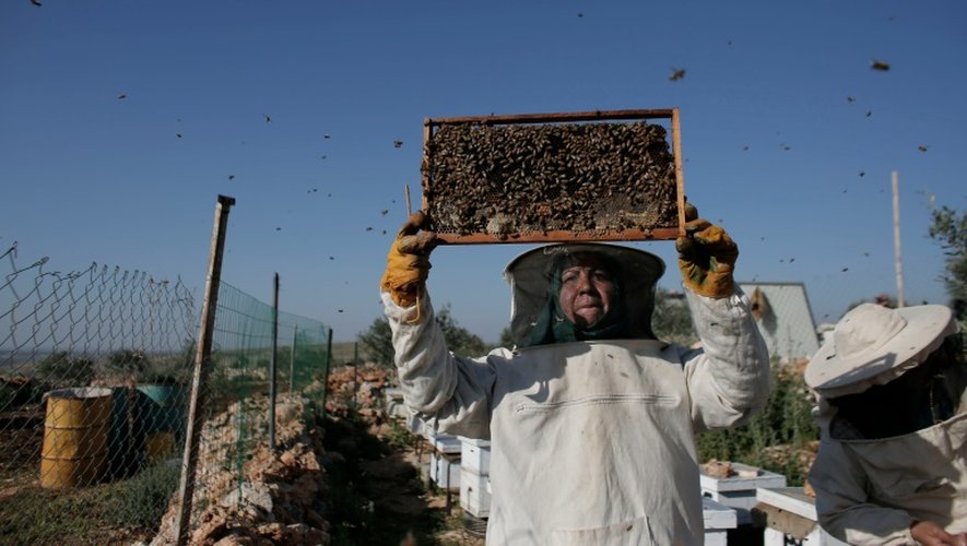 Une apicultrice palestinienne le 29 février 2016 à Deir Ballut, au nord de Ramallah