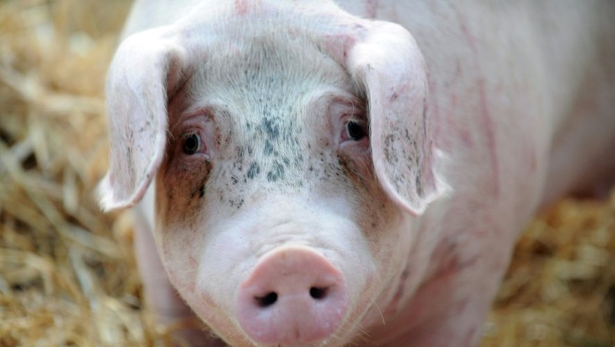 Un cochon photographié pendant une manifestation d'éleveurs à Saint-Brieuc en Bretagne le 2 juillet 2015