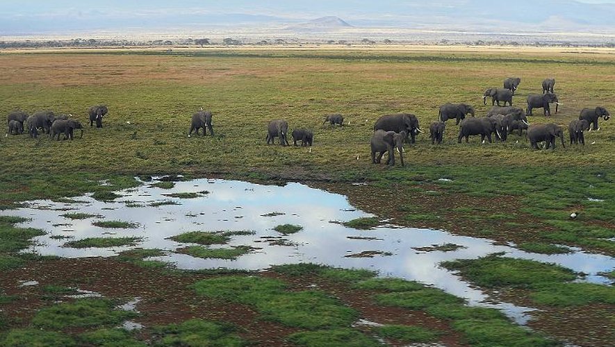 Troupeau d'éléphants dans le parc national Amboseli, au Kenya, le 8 octobre 2013