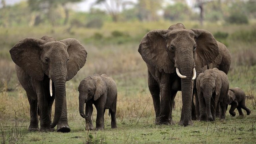 Des éléphants dans la réserve nationale de Serengeti, dans le nord de la Tanzanie, le 25 octobre 2010