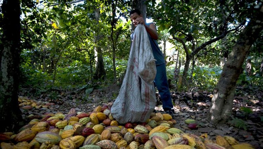 Un homme récolte des gousses de cacao à Chuao, près de Caracas, le 28 mars 2011