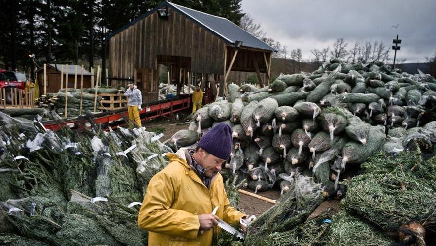Préparation de sapins de Noël le 5 décembre 2011 à Planchez dans le Morvan