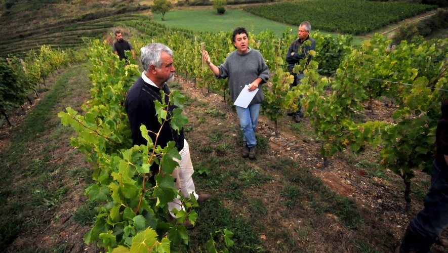 Michel Laurens a planté une vigne expérimentale avec quatre cépages blancs autochtones, dont le fel blanc et le saint-côme.