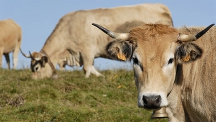 L'élevage de bovins (lait et viande) a progressé de 8,42% par rapport à la même période de l'année précédente