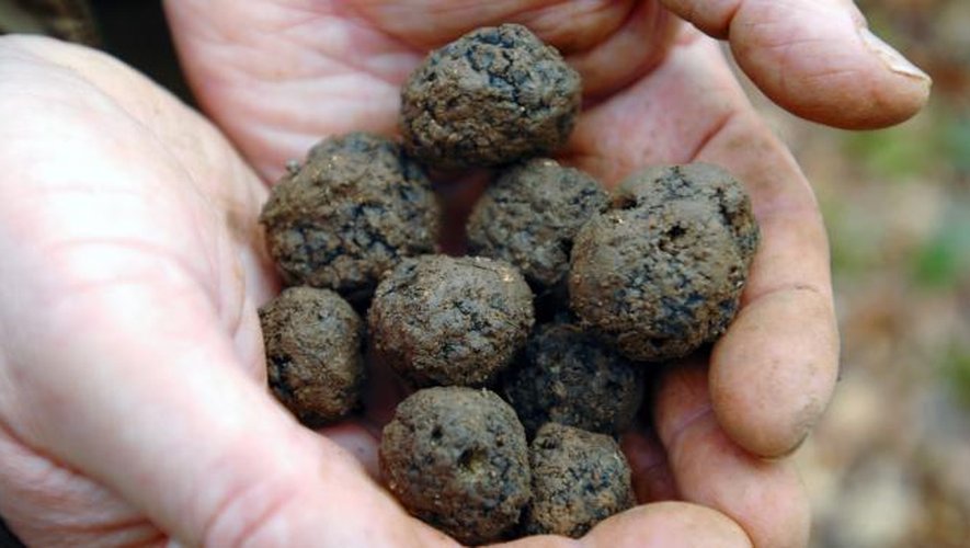 Dérobées, les truffes seraient vendues sur internet selon le président des trufficulteurs de l'Aveyron.