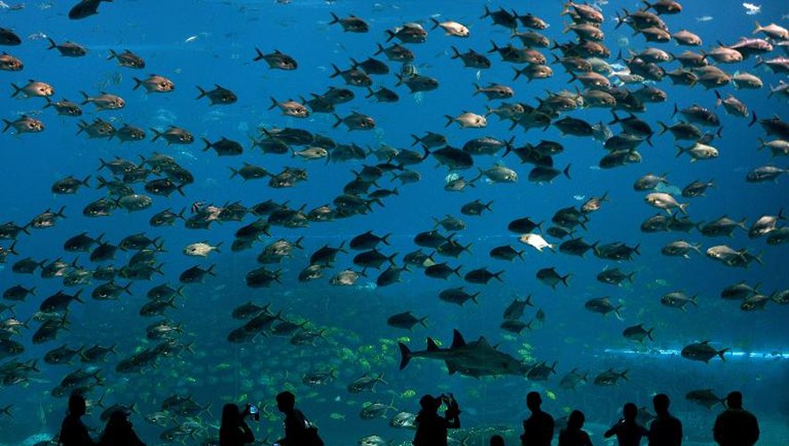 Des visiteurs de l'aquarium Chimelong Ocean Kingdom sur l'île de Hengqin, le 29 avril 2014