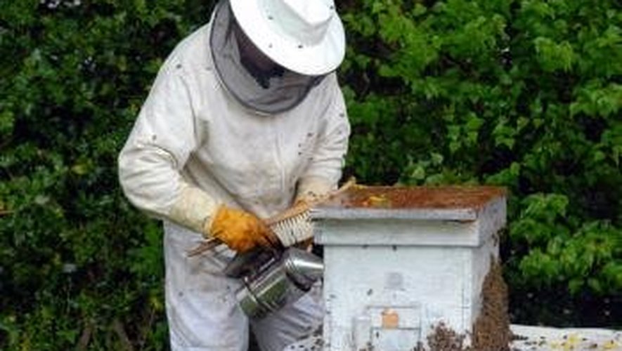 Pour participer, les apiculteurs doivent être enregistrés en Aveyron avec des miels exclusivement récoltés dans le département au cours de l’année.