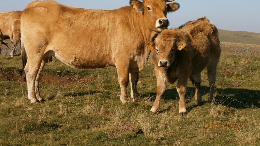 Une vache aubrac, ses cornes et son veau. Seuls les animaux destinés à l’export pourraient être privés de leurs attributs.