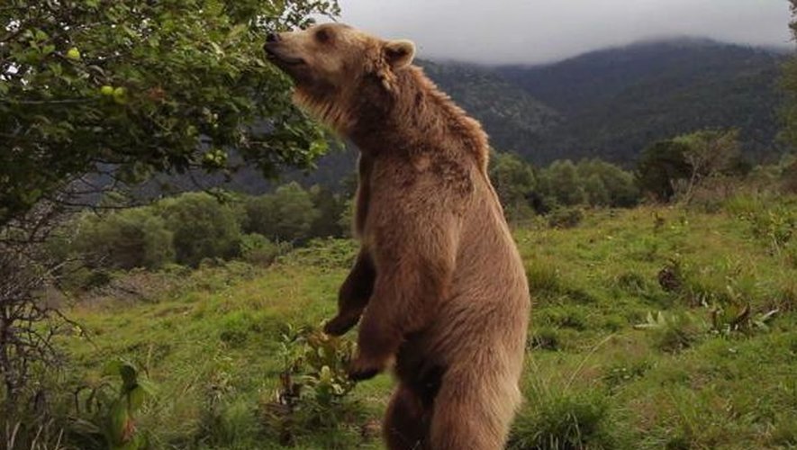 Shadow, l'ours vedette de Jean-Philippe Roman en plein tournage dans les Pyrénées.