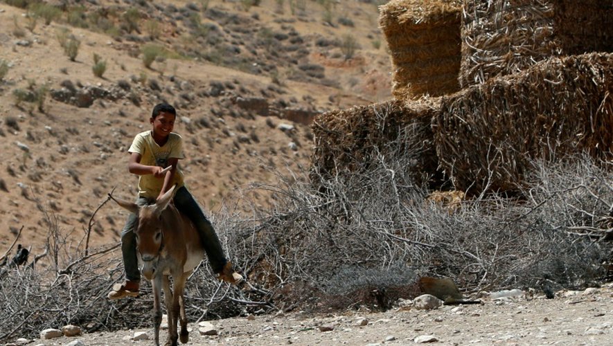 Un jeune palestinien chevauche son âne dans la région de Toubas (Vallée du Jourdain), le 19 juillet 2016