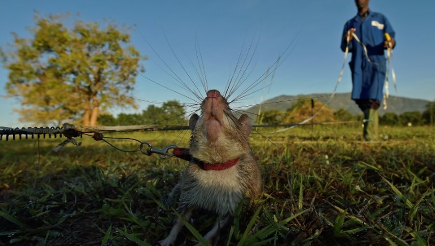 Un rat géant à la recherche de mines antipersonnel inactives dans le centre d'entraînement de l'ONG Apopo, à Morogoro, en Tanzanie, le 17 juin 2016