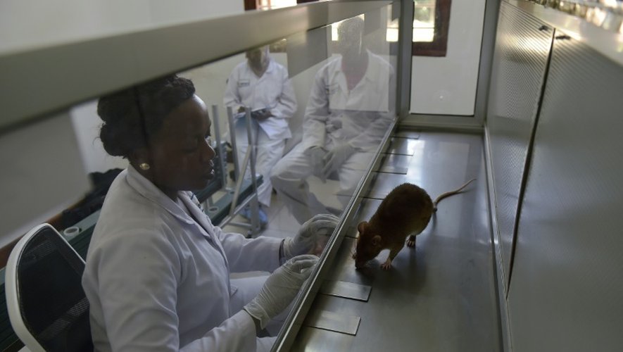 Un rat géant renifle des échantillons dans le centre d'entraînement de l'ONG Apopo, à Morogoro, en Tanzanie, le 17 juin 2016