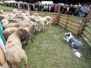 Les Aveyronnais rois du concours de chiens de berger
