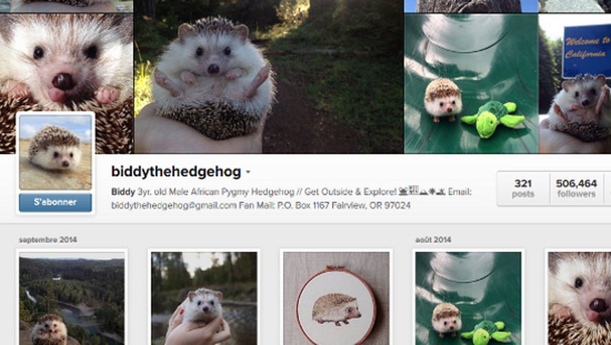 INSOLITE Biddy le hérisson fait le buzz sur Instagram PHOTOS