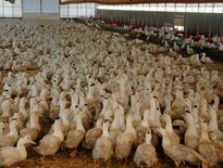 Grippe aviaire. 11 000 canards abattus à Cruéjouls