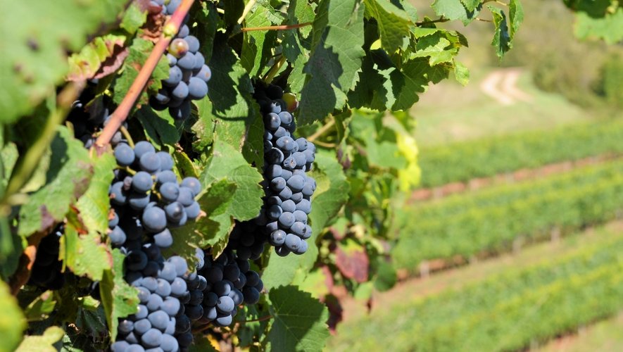 En Aveyron, deux vignes sur trois sont classées en AOP