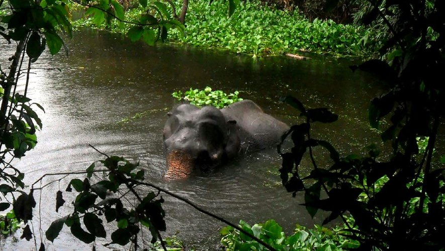 L'éléphante sauvage s'est embourbée dans une mare où elle risquait la noyade par épuisement avant d'être secourue, dans le distric de Jamalpur à 150 km au nord de Dacca, le 11 août 2016
