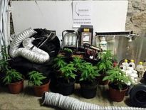 Une plantation de cannabis découverte à Mur-de-Barrez