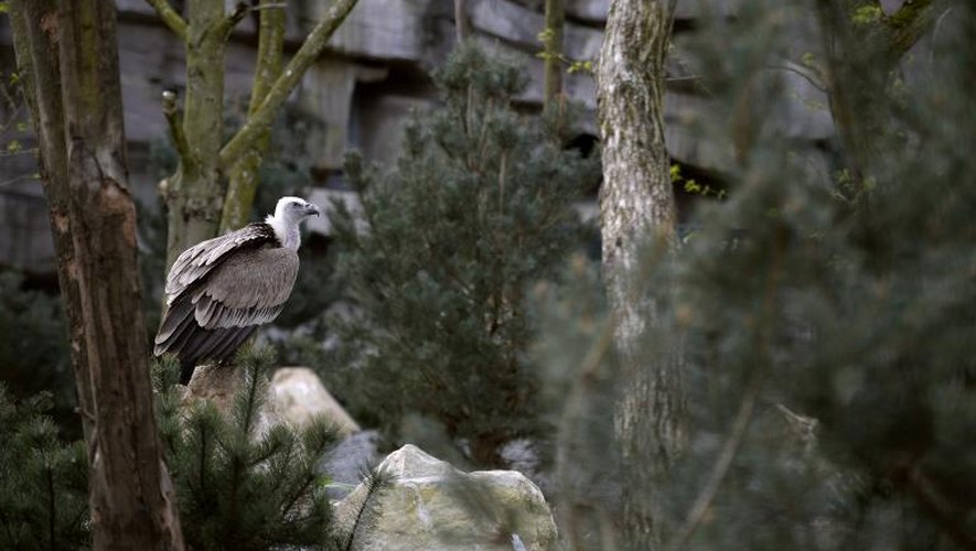 Un vautour dans son enclos du zoo de Vincennes à Paris, le 8 avril 2014