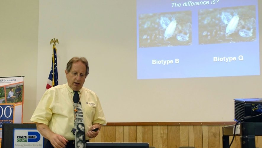 Lance Osborne, professeur d'entomologie à l'Université de Floride, présente l'état des connaissances sur la mouche blanche biotype Q à Homestead, zone agricole près de Miami, le 22 juillet 2016