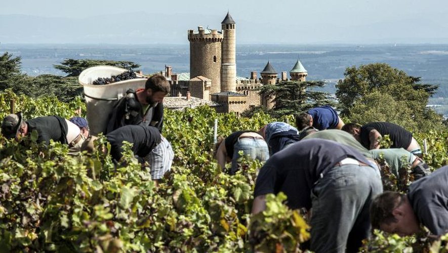Des vendangeurs près du château de Montmelas le 17 septembre 2014