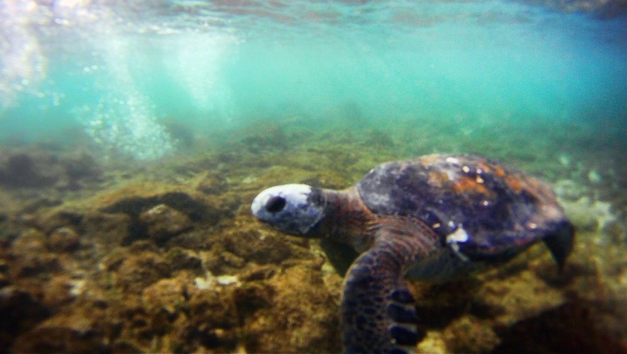 Une tortue près de l'Ile de Pâques, en juillet 2010