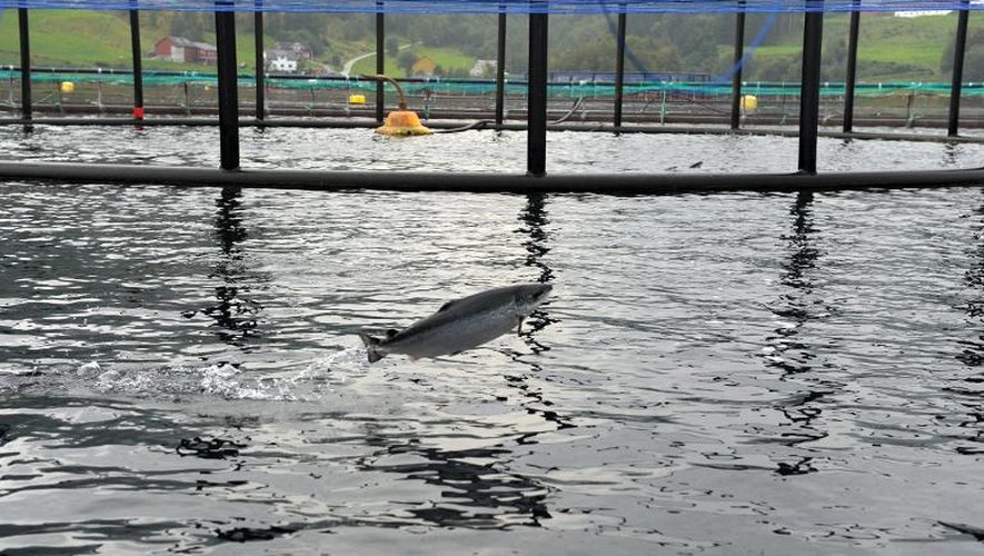Un élevage de saumon à Indre Oppedal, à 100 km de Bergen en Norvège, le 11 septembre 2014