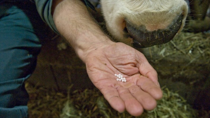 L'éleveur français René Morrane utilise l'homéopathie pour soigner ses bêtes dans sa ferme à Chaméane, dans le Puy-de-Dôme, le 29 septembre 2015
