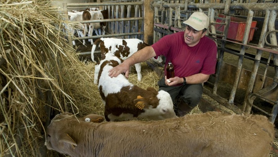 L'éleveur français Dominique Viallard soigne ses bêtes avec des huiles essentielles dans sa ferme à Saint-Genès-la-Tourette, dans le Puy-de-Dôme, le 29 septembre 2015