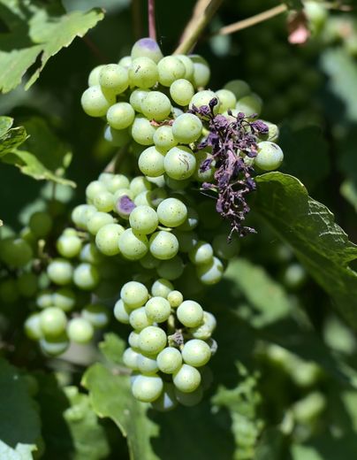 Des grappes de raisin Auxerrois utilisé pour la fabrication du crémant d'Alsace